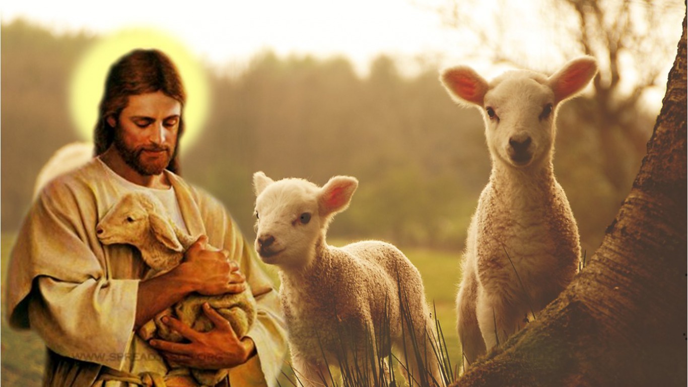 Cửa chuồng chiên – Giáo xứ Tân Định